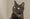 Luna. Picture: Lichfield and Tamworth Cats Protection
