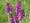Purple orchids