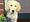 Guide dog