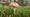 Fly Agaric fungi