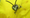 A bee