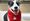 A Pet Blood Bank donor dog
