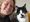 Rachel Dasley with one of the cats she cares for