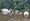 The cygnets with their parents in Whittington