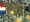 Made of Stone Roses logo