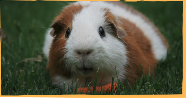 Your mental third space, explained with a guinea pig, bamboo mats, and bees in my mind