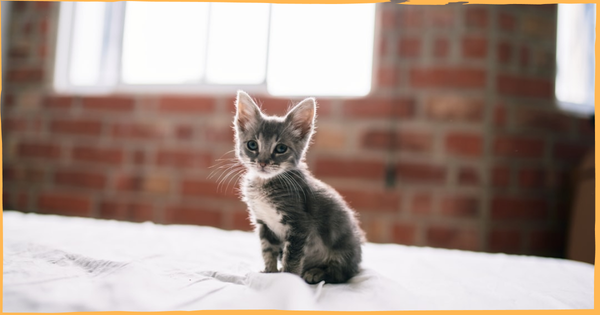 Honey, I Shrunk the Cat