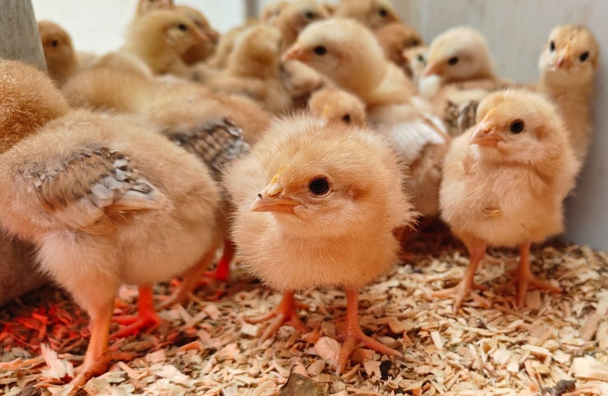Baby Golden Comet Chicks