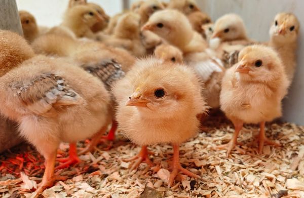 Baby Golden Comet Chicks