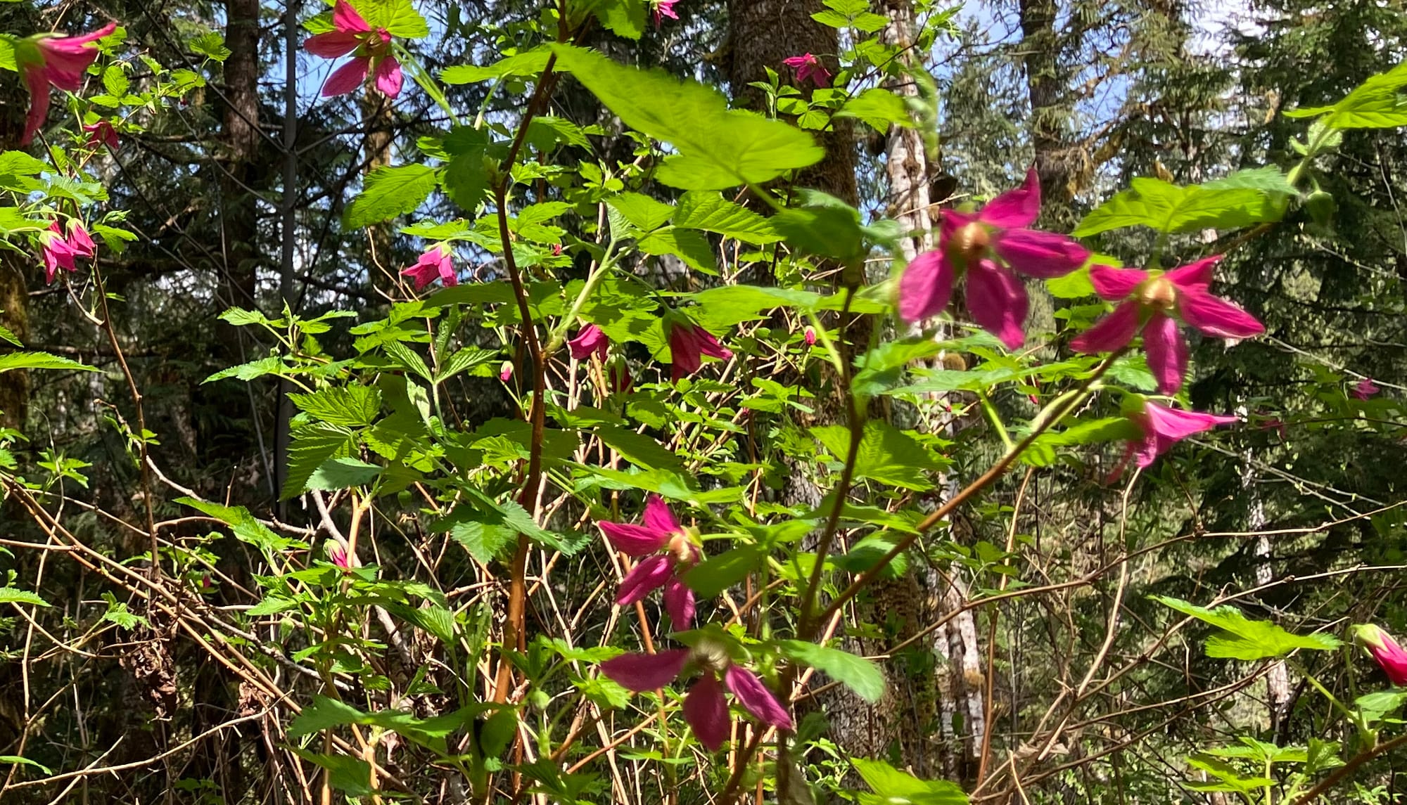 Salmonberry in bloom, Old Sauk Trail, April 17, 2026