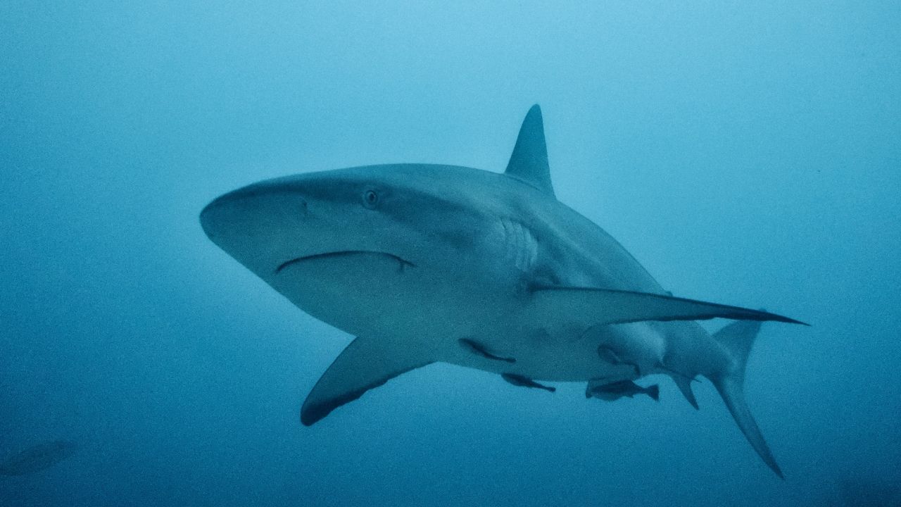 a-	A huge shark swimming in the deep ocean.