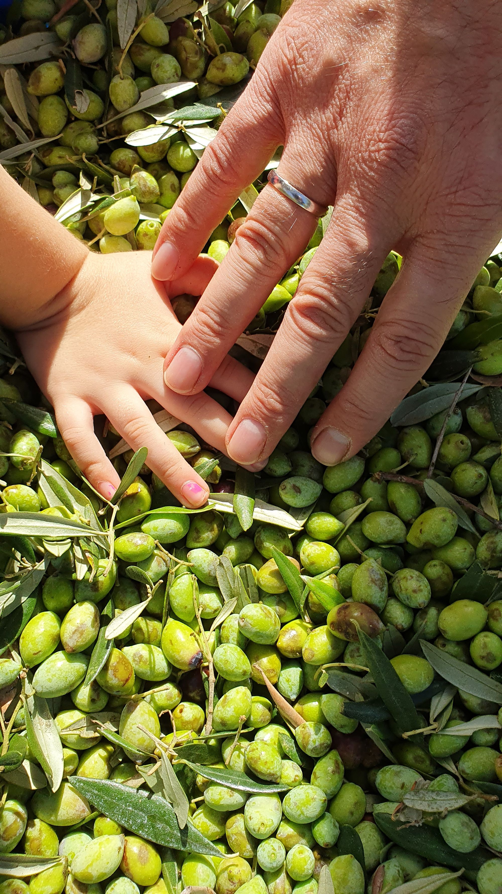 A man and a child inspecting olives in a crate just harvested from a tree.