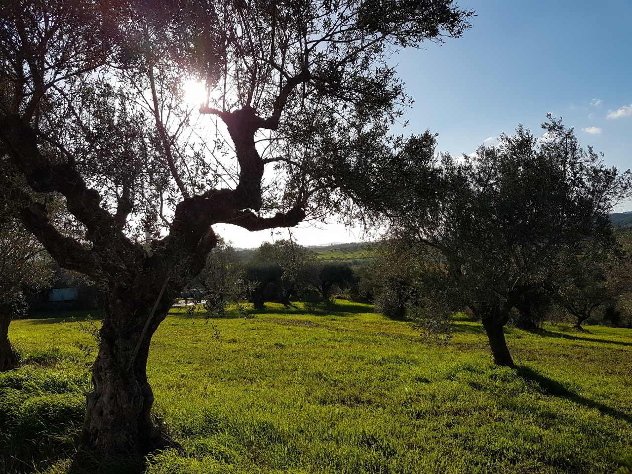 A Mediterranean olive grove on a sunny day in January with green foliage beneath the elegant trees.