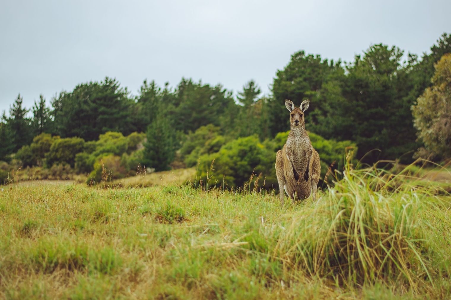 Australian Olive Oil: A Storied History