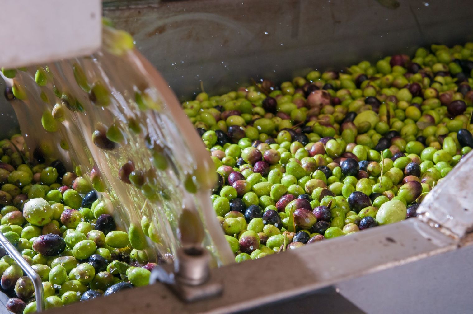 How Is Olive Oil Made?