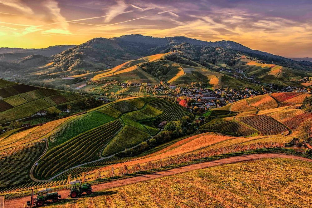 Everything You Need to Know About California Olive Oil