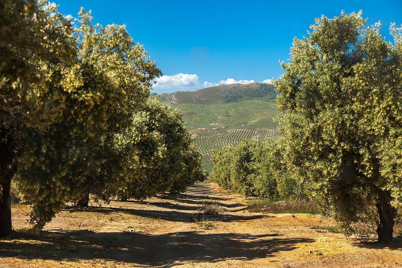 Castillo de Canena: Award-Winning Olive Oil from the South of Spain