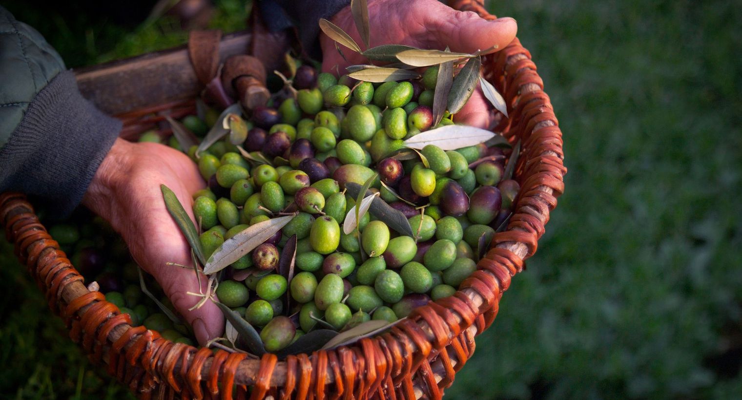 Olives Unveiled: Discover the Fruit Behind the Oil and the Fun Facts You Never Knew