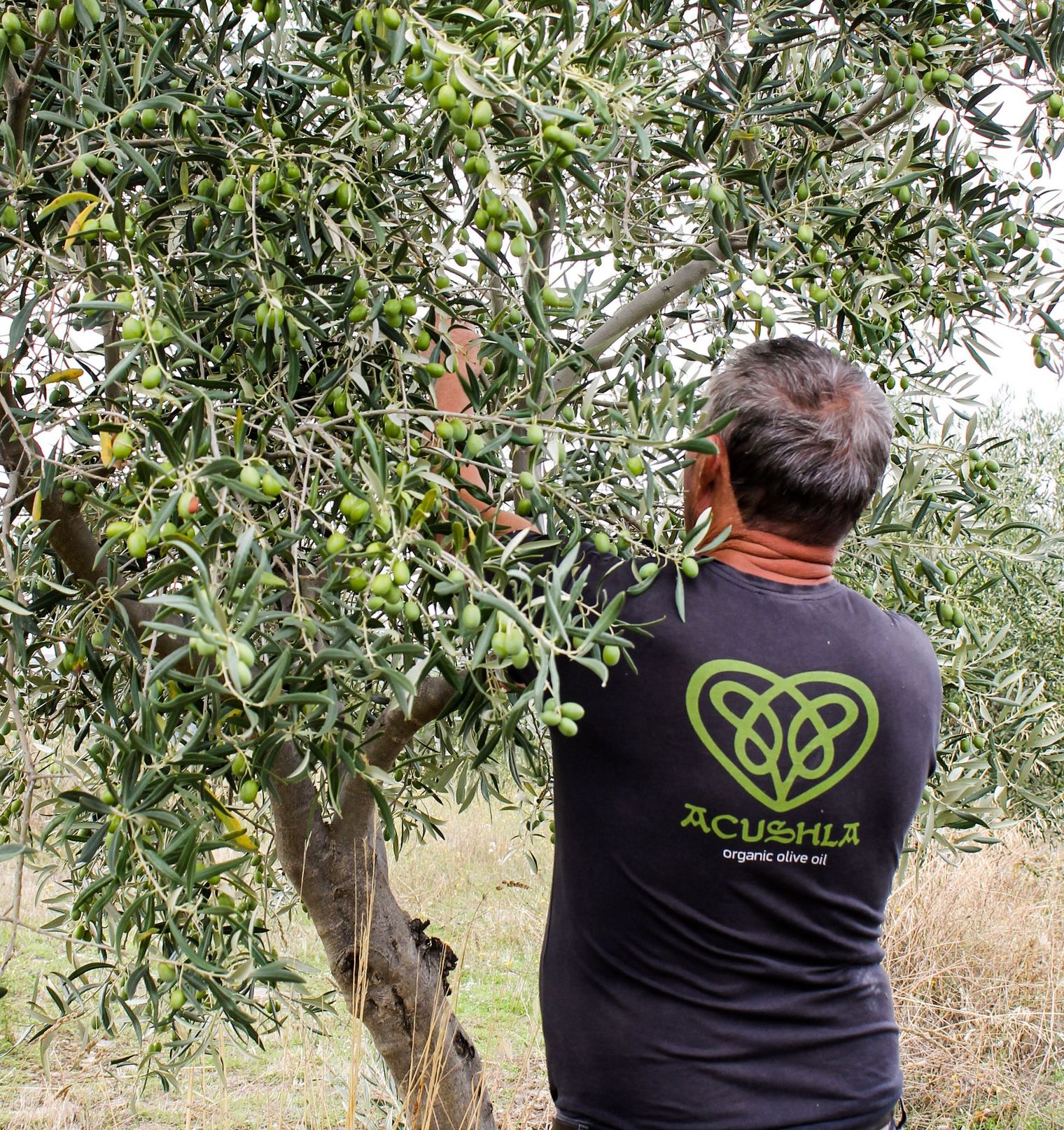 Acushla Olive Oil: Labor of Love in Portugal