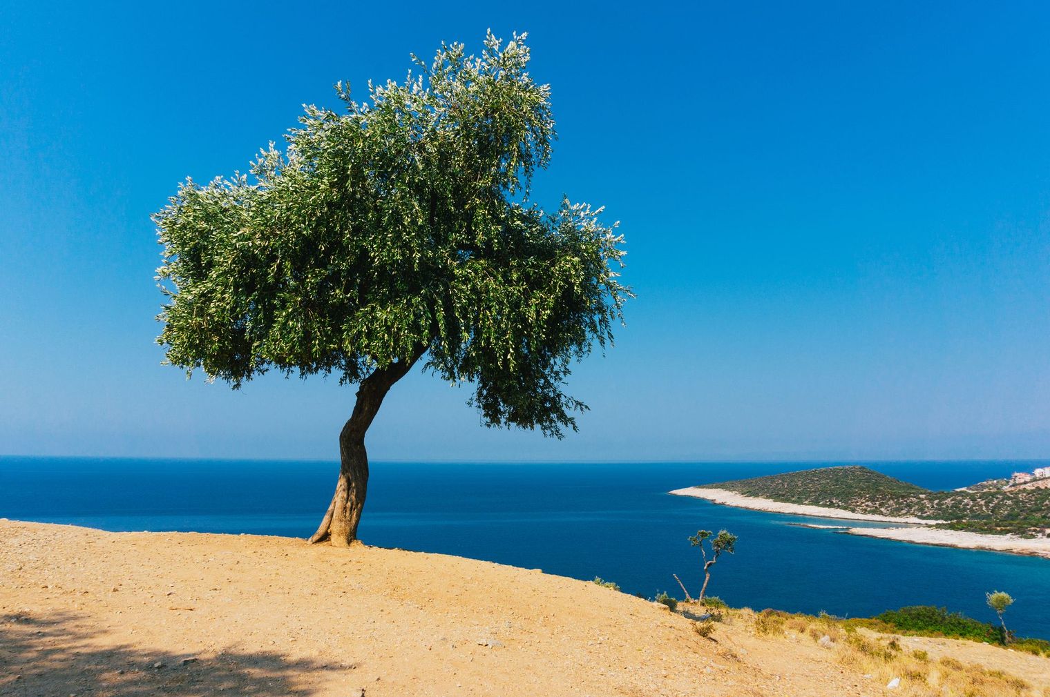 The Enigmatic Olive Tree: What Was Its Impact on Ancient Greece? (Part 2)