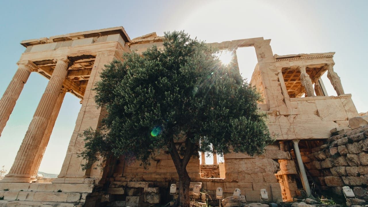 The Sacred Olive Tree at the Acropolis of Athens: A Living Memorial
