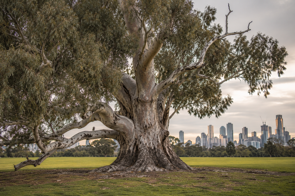 Melbourne council moves to join landmark Wurundjeri native title claim
