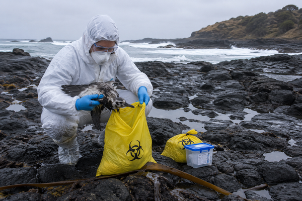 H5 bird flu has been detected in Victoria for the first time, and Phillip Island’s 40,000 penguins sit directly in its path