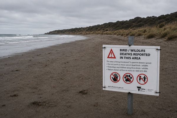 Victoria had one bird flu case on Thursday. It has seven today, and the shearwaters land in seven weeks.