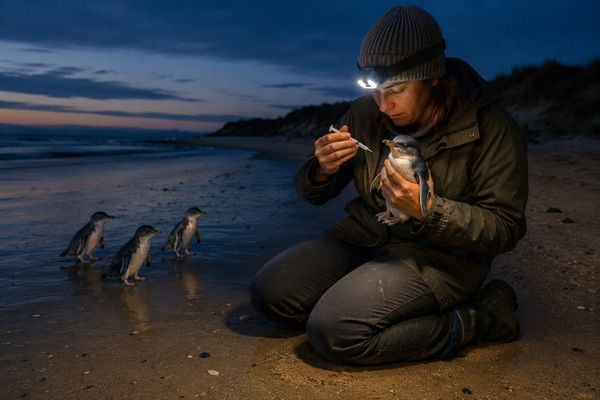 Victoria will vaccinate 5000 penguins next week. It still hasn't said which other birds get a dose.