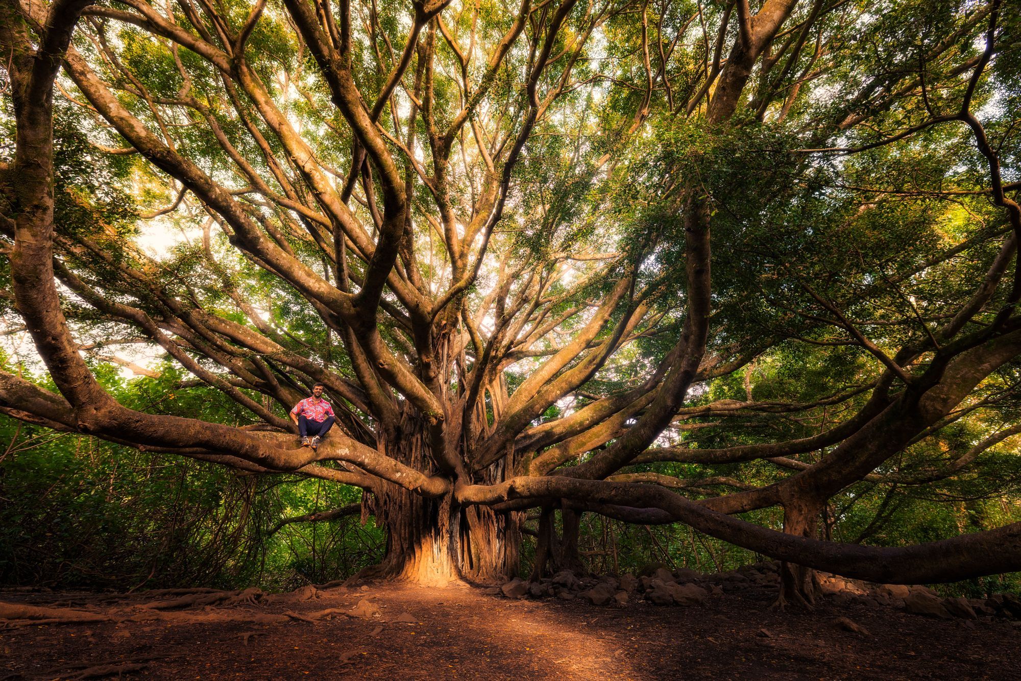 What A Tree!
