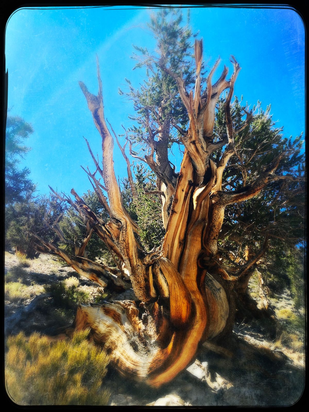 dendrochronology