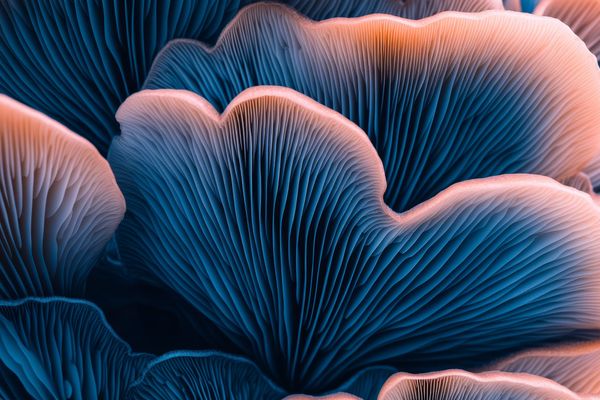 oyster mushroom resume
