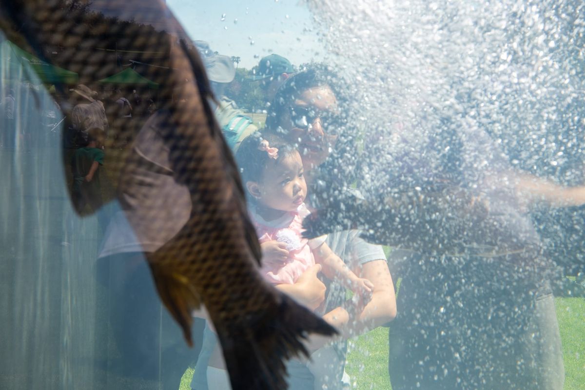 Crab Cove Fish Festival