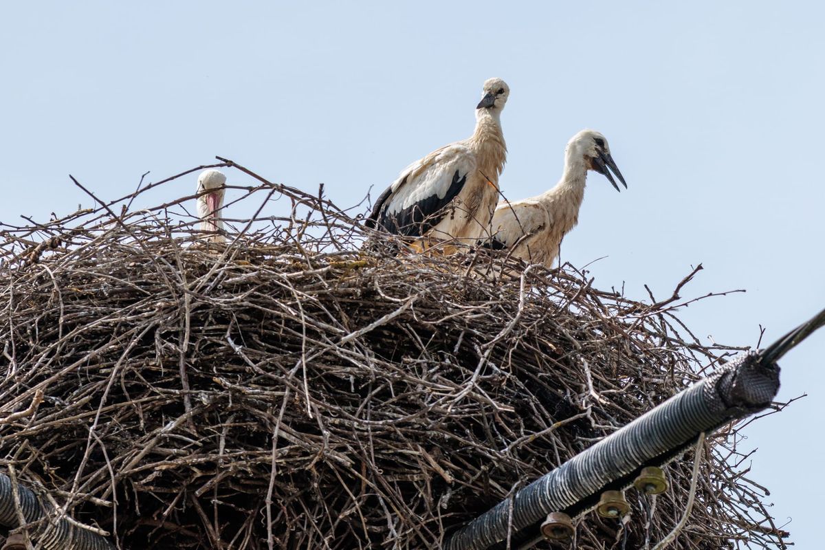 When storks' nests burn