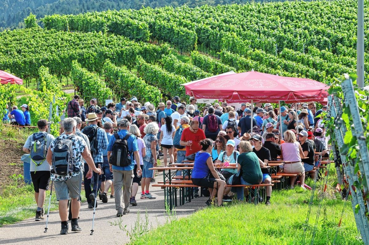 Leisurely hiking with panoramic views: That's what the Offenburg Wine ...