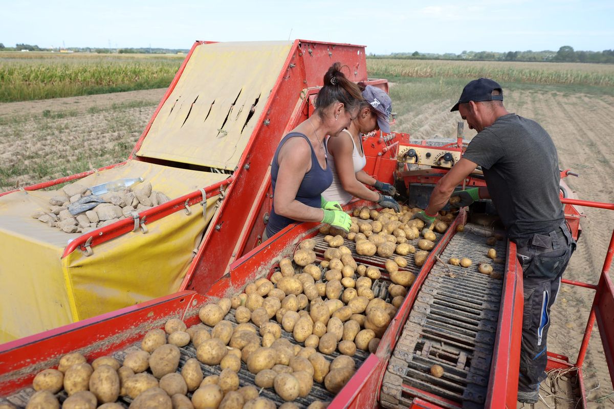 Achern: Landwirt kämpft mit Trockenheit bei Kartoffeln und Feldsalat