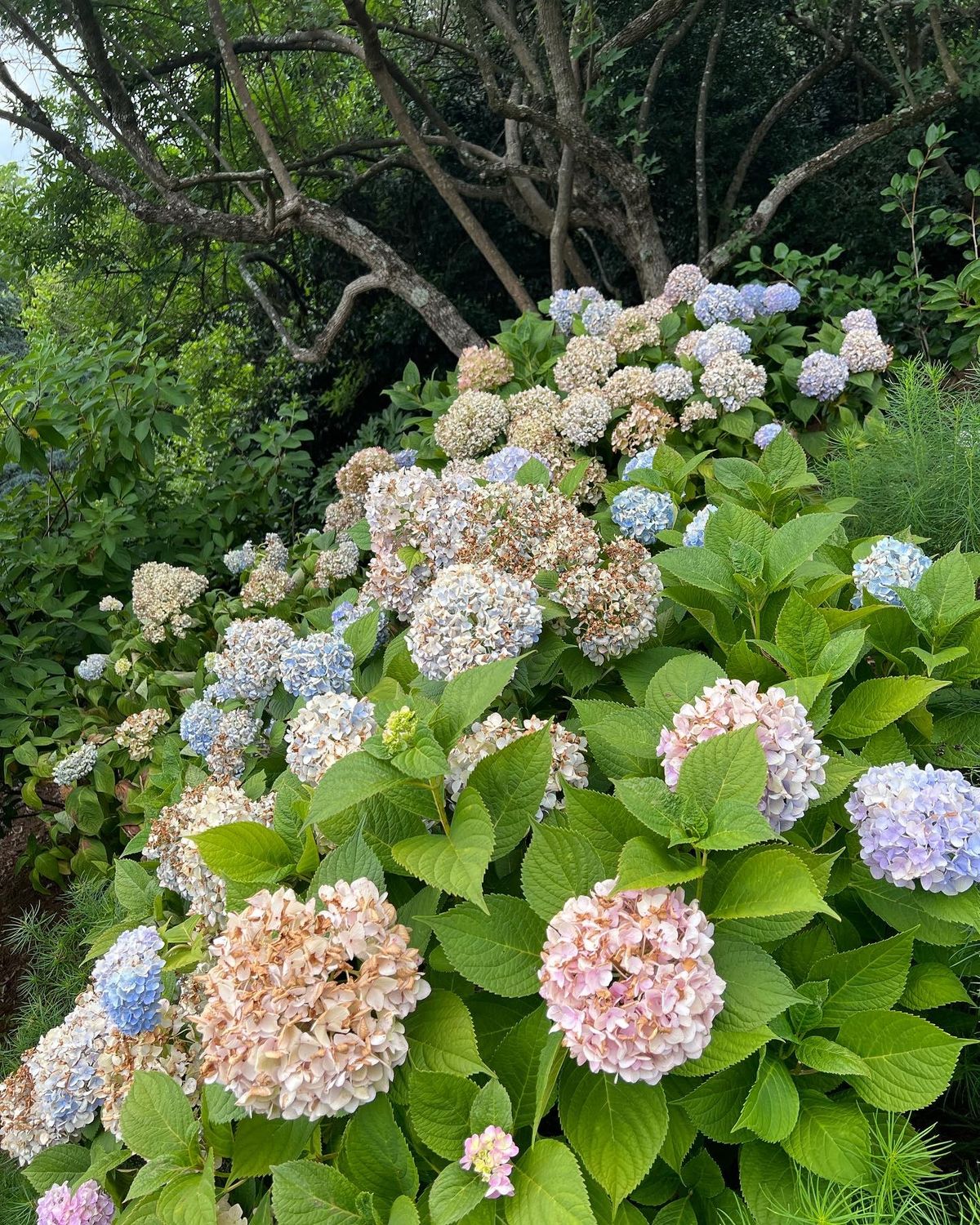 Visiting Atlanta? Add a trip to the Botanical Garden to your list!