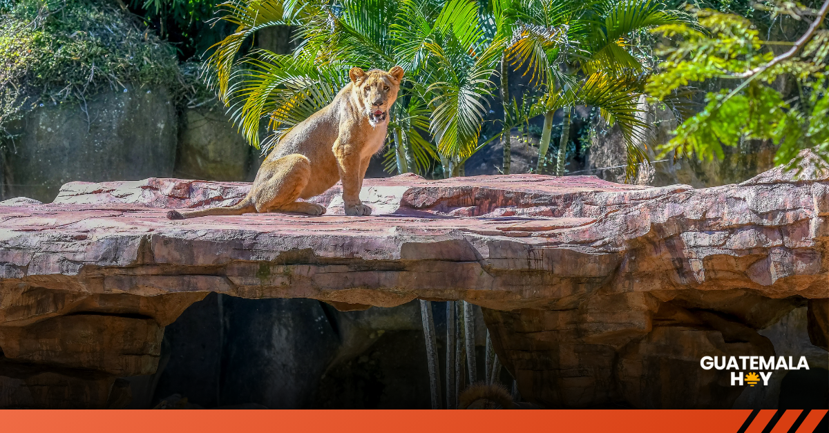 Zoológico La Aurora inaugura “Noches de Luna Chapina”, propuesta nocturna que llega en 2026