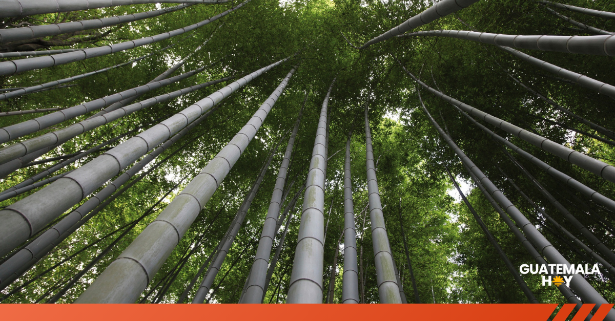 Guatemala apuesta por el bambú para conquistar el mercado global de bonos de carbono