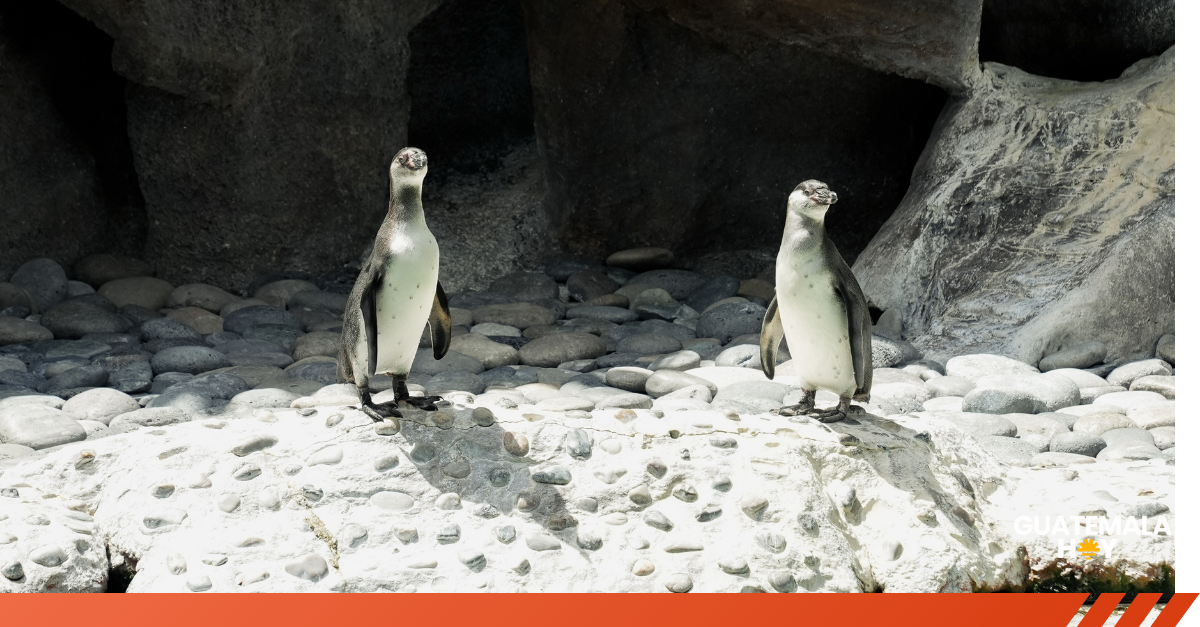 ¡Bienvenidos Jorge y Carlos! Dos nuevos pingüinos de Humboldt se suman a la familia del Zoológico La Aurora