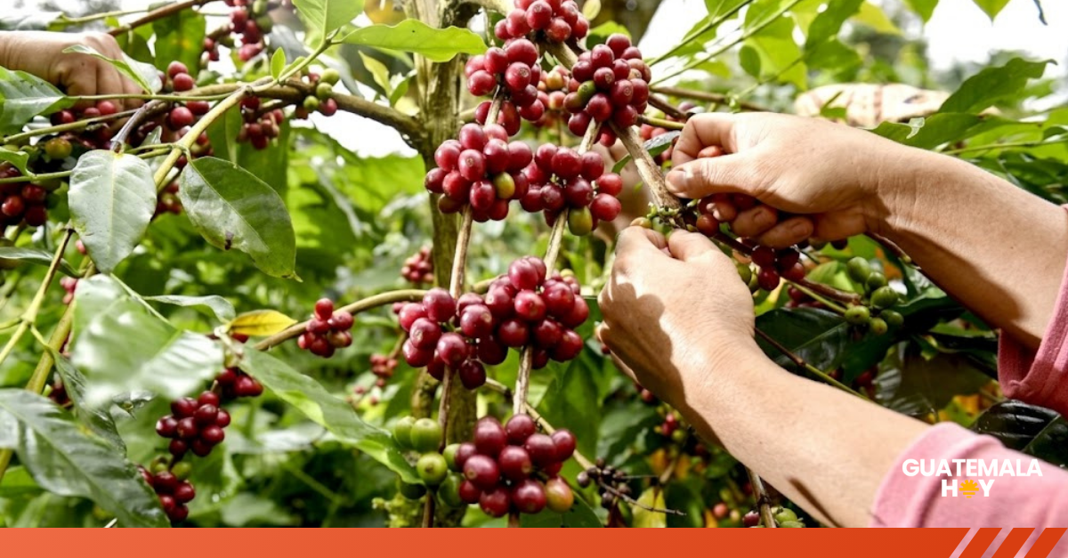 Guatemala llega a una cata mundial de café con granos cultivados en Sacatepéquez