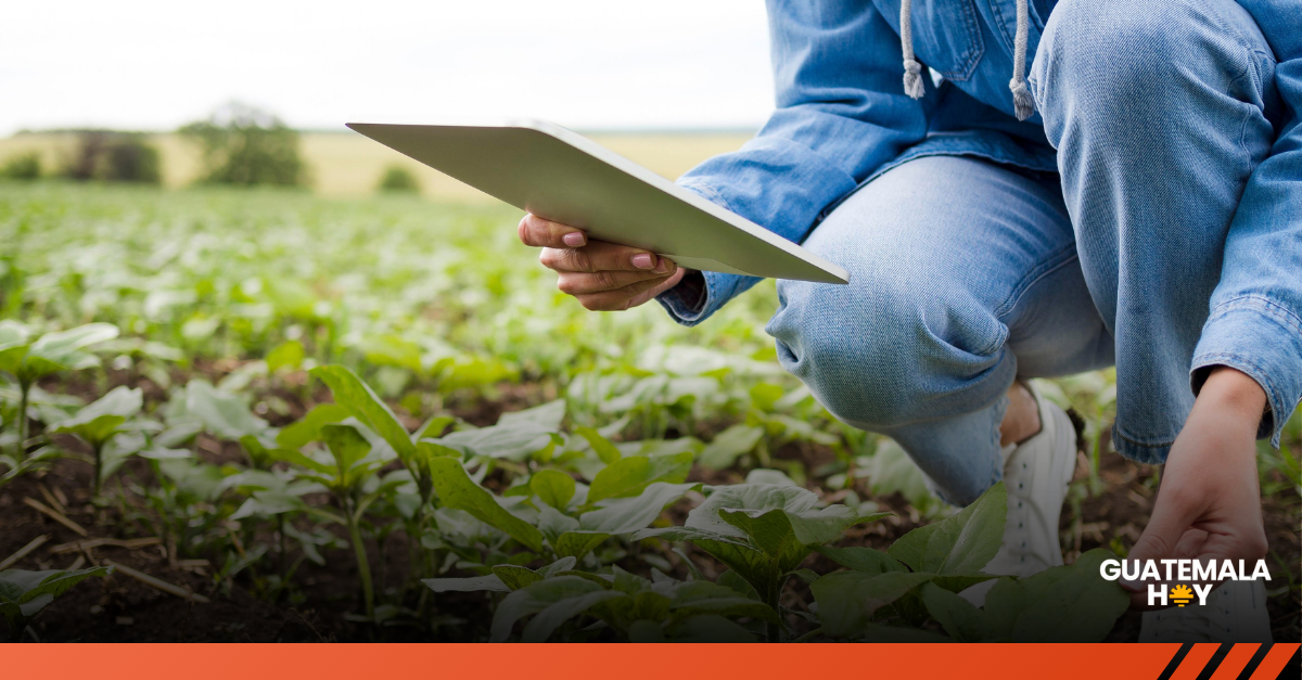 Cómo la tecnología está transformando la agricultura y ganadería en Guatemala