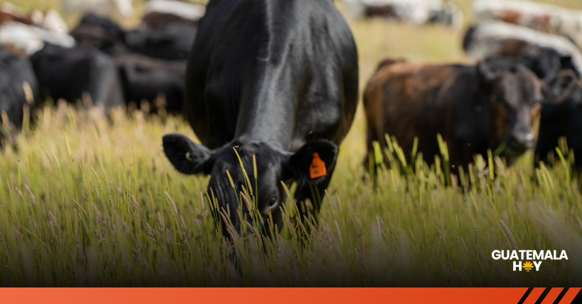 Ganadería regenerativa en Guatemala: cómo Semiagro conecta tecnología y conocimiento en el campo
