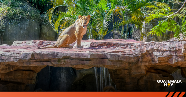 Zoológico La Aurora inaugura “Noches de Luna Chapina”, propuesta nocturna que llega en 2026