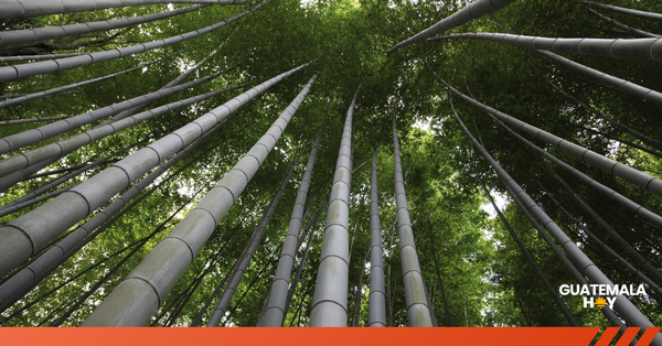 Guatemala apuesta por el bambú para conquistar el mercado global de bonos de carbono