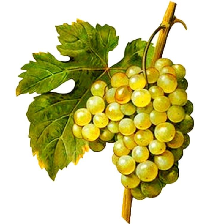 Gospel reflection: Abide in me, as I abide in you