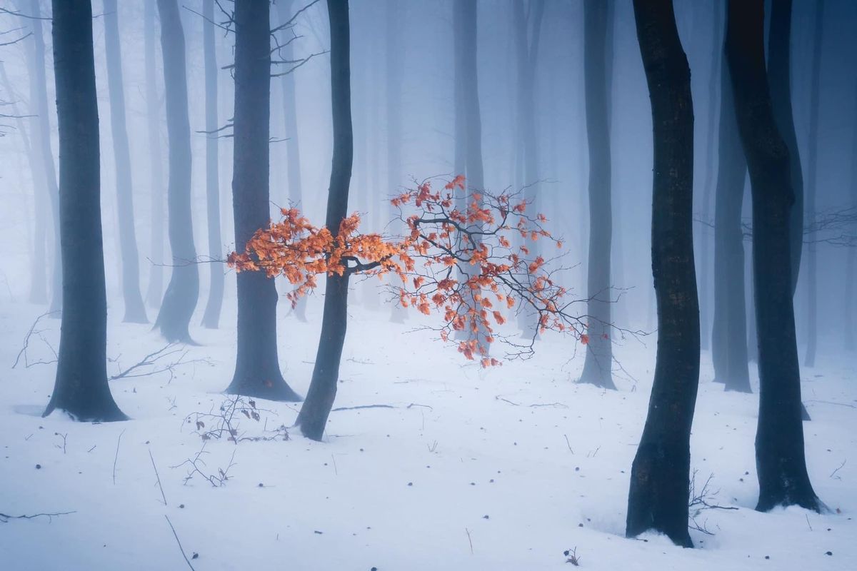 evening contemplation