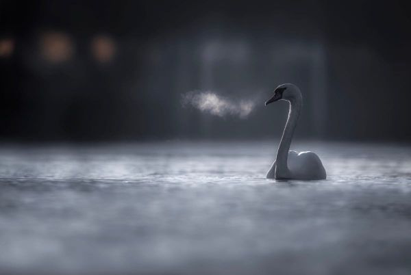 A LOVING KINDNESS MEDITATION