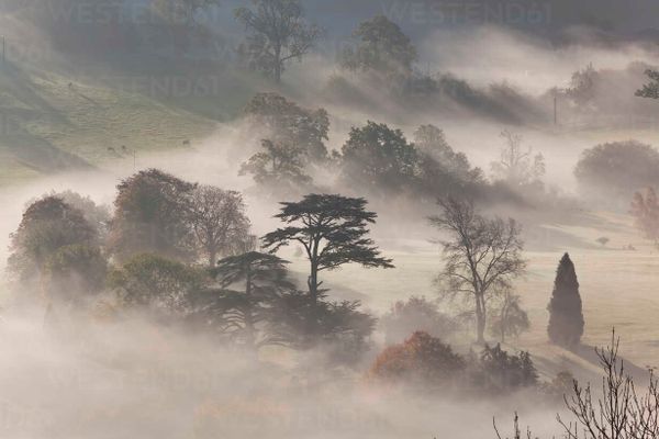 POEM - When I am among the trees