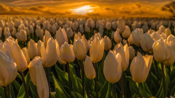 LAY DOWN YOUR BURDEN